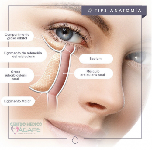 Anatom�a facial