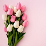 Logo XYZ Dental Company